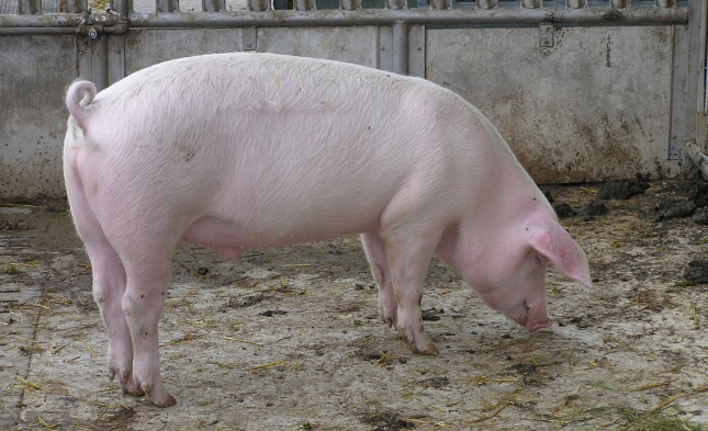 Mastschweinebestand in Deutschland gesunken