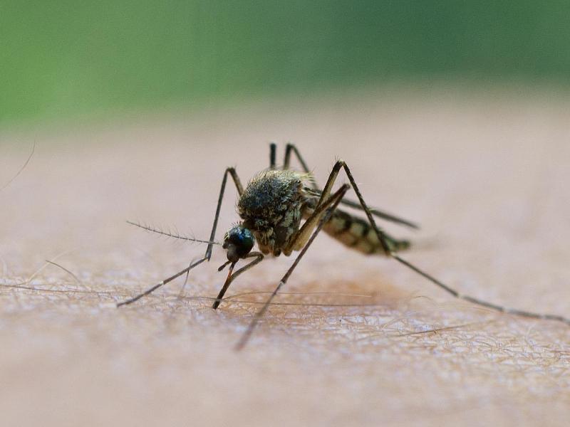 Dank Trockenheit gibt es weniger Mücken