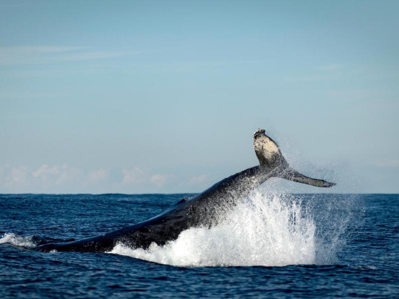 Studie: Lärmverschmutzung der Meere betrifft mehr Tiere als angenommen