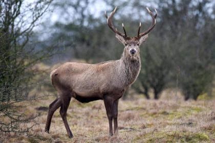 Ältere Hirsche lernen Jägern auszuweichen und lernen von den tödlichen Fehlern der anderen