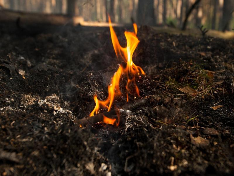 UPDATE 2: Schwerer Waldbrand tötet 57 Menschen in Portugal – Schwerstes derartiges Unglück in Portugal seit Jahrzehnten