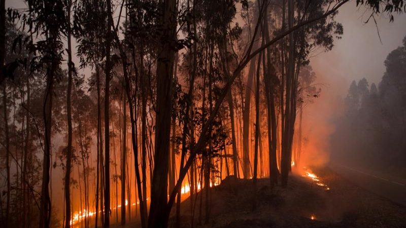 Hunderte Feuerwehrleute kämpfen gegen Waldbrand in Portugal