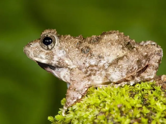 Die neu entdeckte Froschart «Fejervarya Neilcoxi». In Indien sind vier neue Arten grabender Frösche entdeckt worden. Foto: SD Biju/dpa