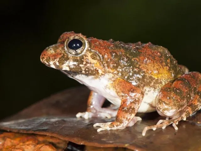 Die neu entdeckte Froschart «Fejervarya Cepfi». Obwohl die Frösche recht verbreitet sind und nahe menschlicher Siedlungen lebten, wurden sie bisher nicht eingehend untersucht. Foto: SD Biju/dpa