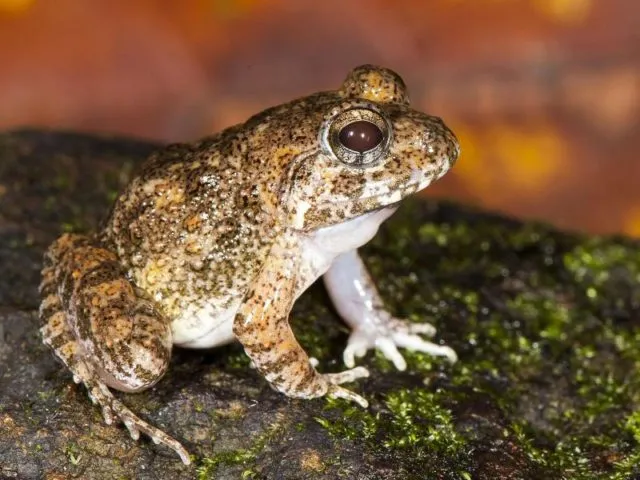 Neu entdeckte Froschart «Fejervarya Kadar». Foto: SD Biju/dpa