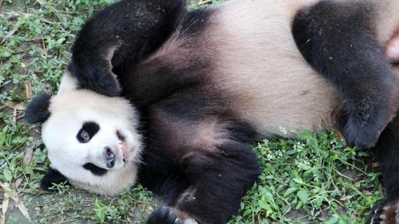 Pandas erkunden nach und nach neue Behausung in Berliner Zoo