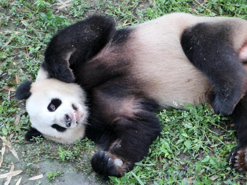 Pandas erkunden nach und nach neue Behausung in Berliner Zoo