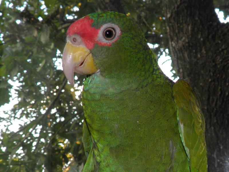 Unbekannte Papageienart in Mexiko entdeckt
