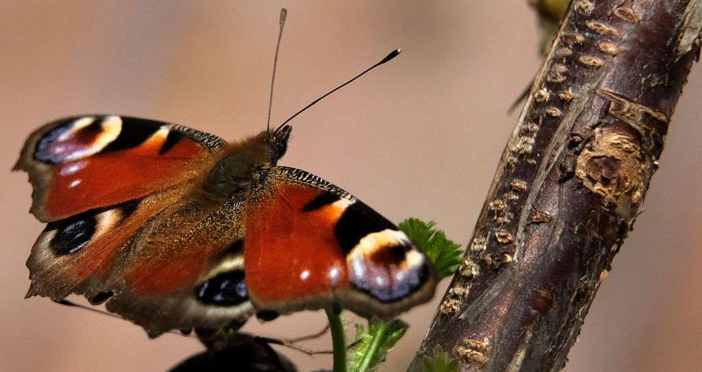 Kaum noch Insekten auf der Windschutzscheibe – Das große Insektensterben in Deutschland