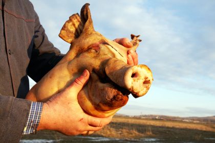 Schweineköpfe an Moscheebaustelle in Nordrhein-Westfalen entdeckt
