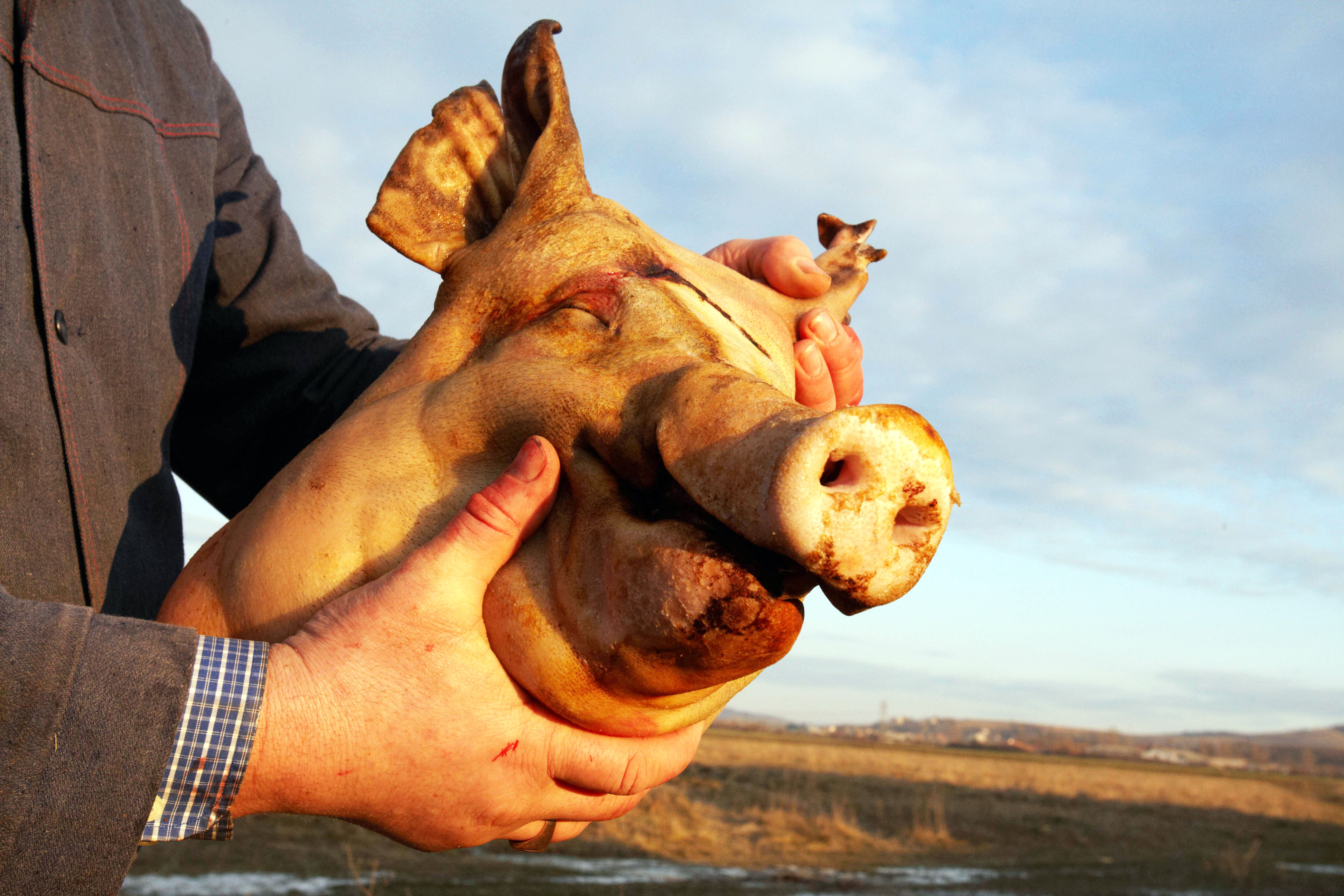 Bad Oldesloe: Schweinskopf vor Haus von Muslim abgelegt – Staatsschutz ermittelt
