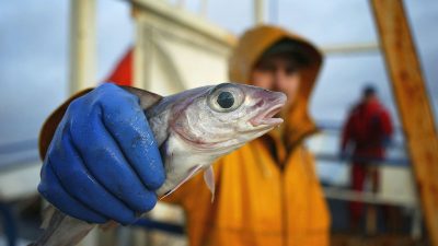 Aus für Fischfang vor britischer Küste: Großbritannien zieht sich aus Fischerei-Konvention zurück