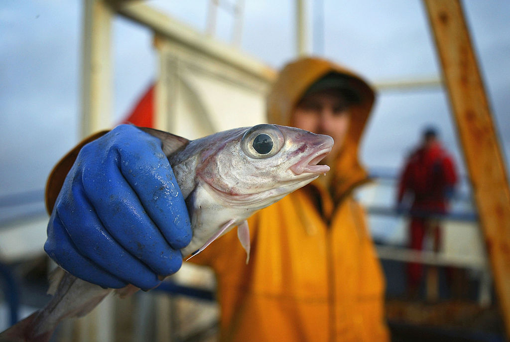 Aus für Fischfang vor britischer Küste: Großbritannien zieht sich aus Fischerei-Konvention zurück