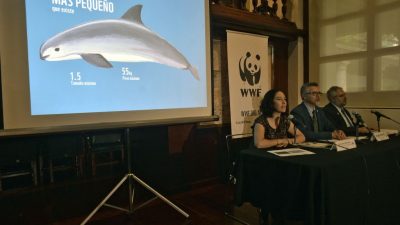 Mexiko will mit Hilfe von Delfinen bedrohten Kalifornischen Schweinswal retten