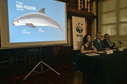 Mexiko will mit Hilfe von Delfinen bedrohten Kalifornischen Schweinswal retten