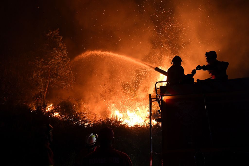 Nach verheerenden Waldbränden: Portugal will Zahl der Eukalyptusbäume verringern