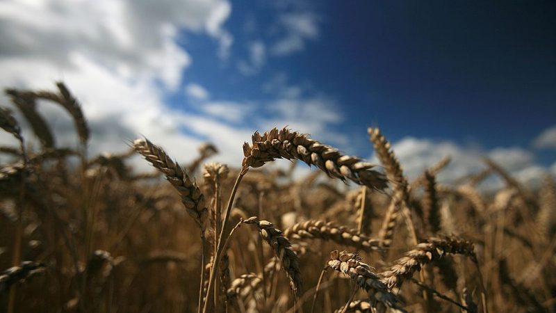 Agrarminister: Biolandwirtschaft reicht für Welternährung nicht aus – nur konventionelle Landwirtschaft nötig