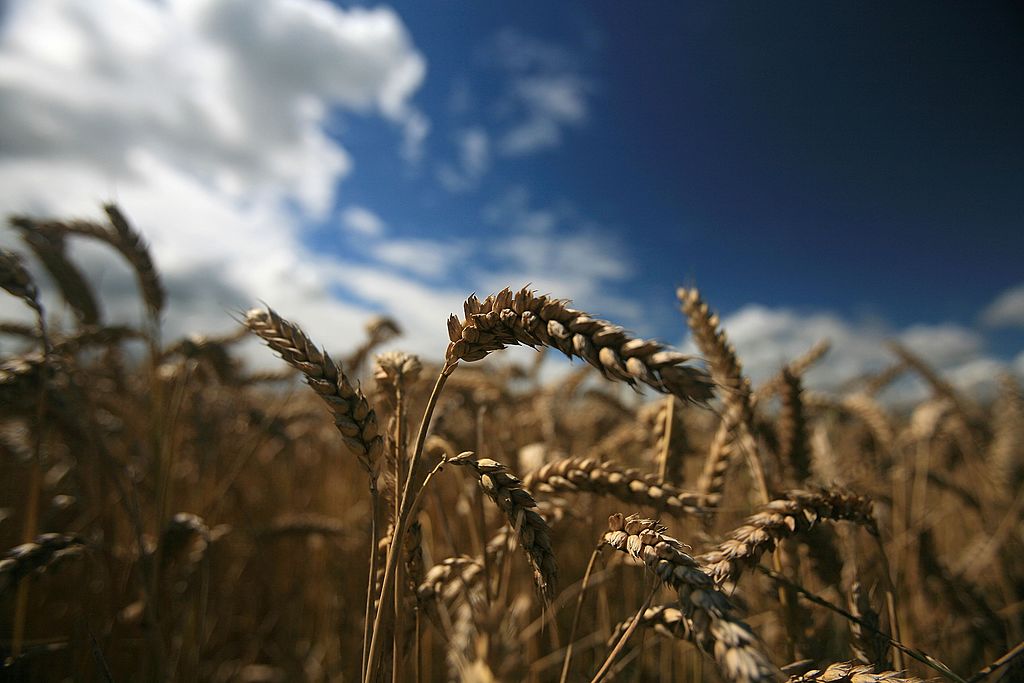 Agrarminister: Biolandwirtschaft reicht für Welternährung nicht aus – nur konventionelle Landwirtschaft nötig