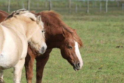 66 Festnahmen im Pferdefleisch-Skandal