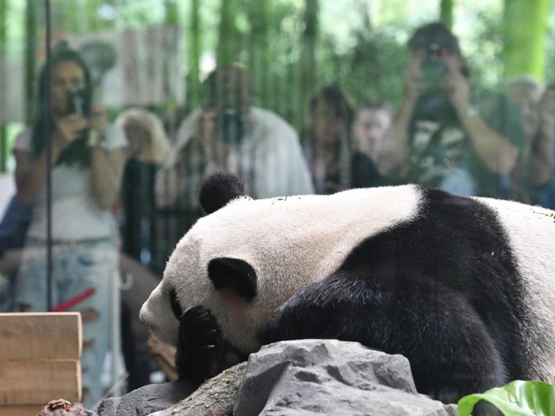Berliner Zoo: Panda-Gucken ohne langes Warten