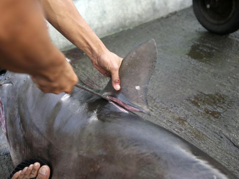 Thailands Lust auf Haifischflossensuppe bedroht Hai-Bestand