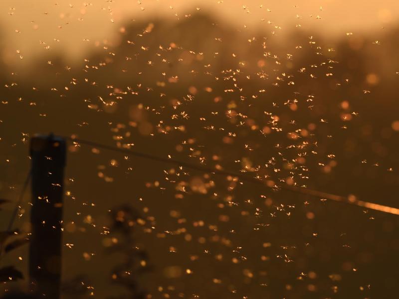 Nach Regen: Hochsaison für Mücken in Deutschland