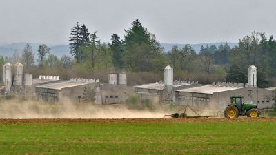 Einigung in Tschechien über Auflösung von Schweinemastbetrieb auf ehemaligem KZ-Gelände