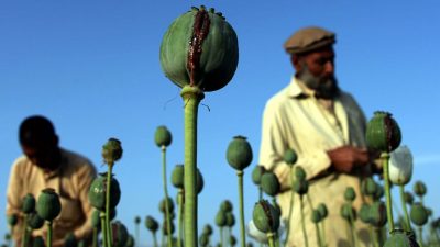 Afghanistans Islamisten drängen in den Drogenhandel – Ein Milliarden Geschäft