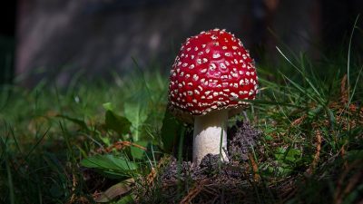Frühe Pilzsaison führt zu mehr Vergiftungen