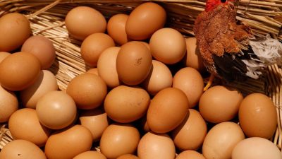 Eier-Kontrolleur gibt Entwarnung im Fipronil-Skandal: „Keine belasteten Eier mehr im Handel“