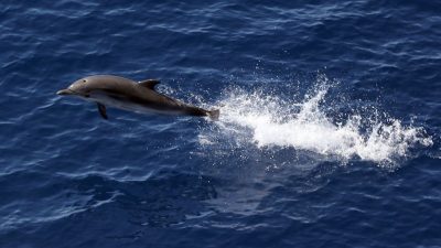 Badegäste ziehen Baby-Delfin für Fotos aus dem Wasser – jetzt ist es tot
