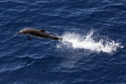 Badegäste ziehen Baby-Delfin für Fotos aus dem Wasser – jetzt ist es tot