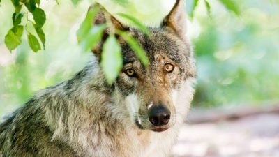 Baden-Württembergs Agrarminister erwägt Abschuss von Wölfen – Hunde können Schafherden schützen