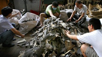 Galápagos-Inseln: Über 6000 Haie an Bord von chinesischem Schiff entdeckt – auch vom Aussterben bedrohte Arten