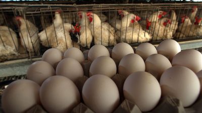 Grüne fordern Kennzeichnungspflicht für alle Eier-Produkte