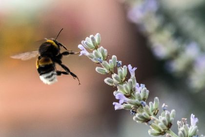 Unkrautvernichter mit fatalem Effekt: Hummeln legen immer weniger Eier