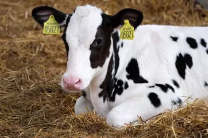 Sind Kälber "wertlose Nebenprodukte”? Landwirte erhalten teilweise nur ein Euro pro Tier