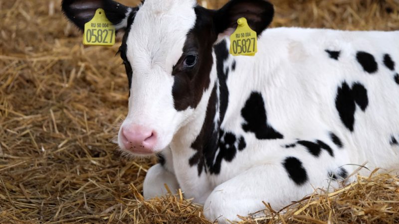 Sind Kälber „wertlose Nebenprodukte“? Landwirte erhalten teilweise nur ein Euro pro Tier