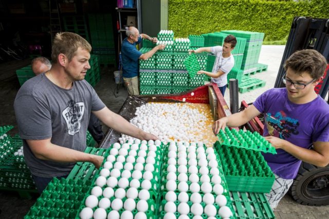 Farmers throw eggs at a poultry farm in Onstwedde, Netherlands, on August 3, 2017 after the Dutch Food and Welfare Authority (NVWA) highlighted the contamination of eggs by fipronil, a toxic insecticide outlawed from use in the production of food. Dutch officials said on August 3, 2017 that about 180 poultry farms had been closed across The Netherlands after fipronil was found in samples taken from eggs, droppings and meat. In large quantities, fipronil, is considered to be "moderately hazardous" according to the World Health Organisation, and can have dangerous affects on people's kidneys, liver and thyroid glands. The insecticide, manufactured by Germany's BASF among other companies, is commonly used in veterinary products to get rid of fleas, lice and ticks. / AFP PHOTO / ANP / Patrick HUISMAN / Netherlands OUT (Photo credit should read PATRICK HUISMAN/AFP/Getty Images)