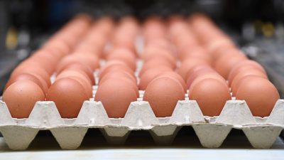 „Gammelfleisch, Dioxin und Fipronil“: Foodwatch fordert scharfe Strafen für Firmen als Konsequenz aus Eier-Skandal