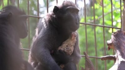 Einsamer Affe adoptiert Huhn in israelischem Zoo + Video