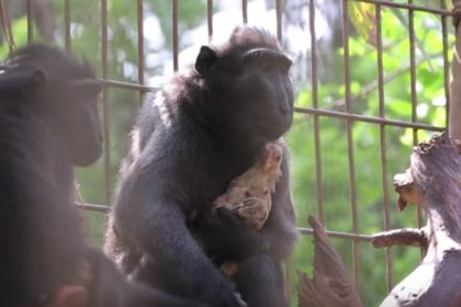 Einsamer Affe adoptiert Huhn in israelischem Zoo + Video
