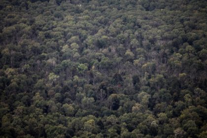 Regenwürmer aus Europa bedrohen Wälder in Nordamerika