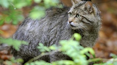 Europäische Wildkatze ist „Tier des Jahres“ 2018