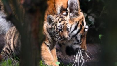 Vier Tigerbabys bei Hagenbeck – Namen werden noch gesucht