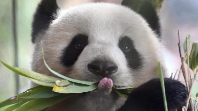 Teil der teuren und gefährlichen „Panda-Diplomatie“: Berliner Pandadame Meng Meng ersten Anzeichen zufolge trächtig