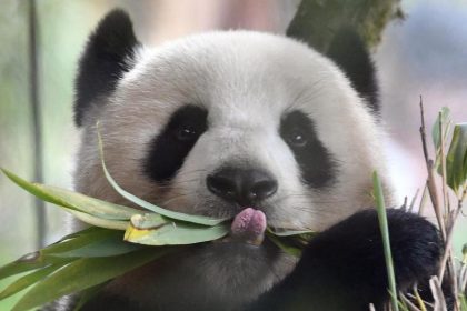 Teil der teuren und gefährlichen „Panda-Diplomatie“: Berliner Pandadame Meng Meng ersten Anzeichen zufolge trächtig