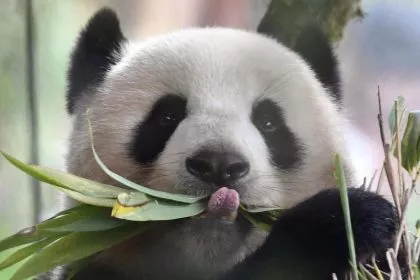 Teil der teuren und gefährlichen “Panda-Diplomatie”: Berliner Pandadame Meng Meng ersten Anzeichen zufolge trächtig
