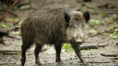 Bauernpräsident warnt vor katastrophalen Auswirkungen durch Schweinepest