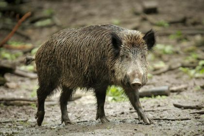Bauernpräsident warnt vor katastrophalen Auswirkungen durch Schweinepest